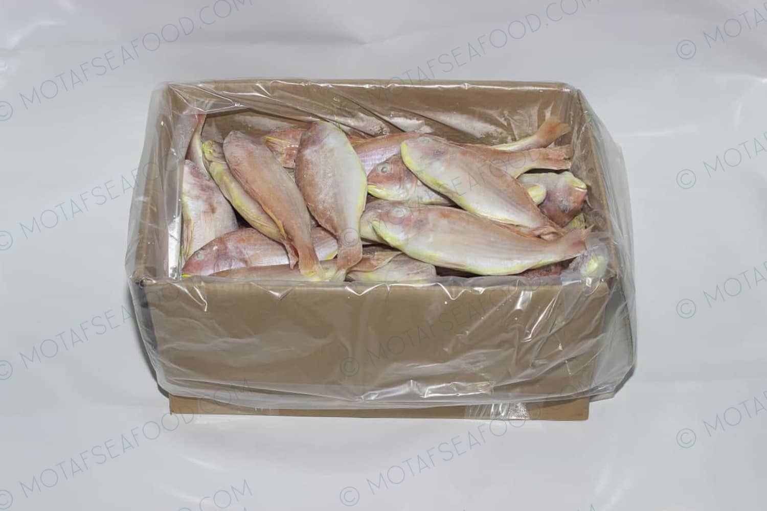 Threadfin Bream