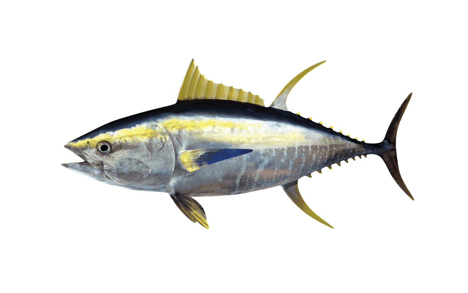 Frozen Yellowfin Tuna