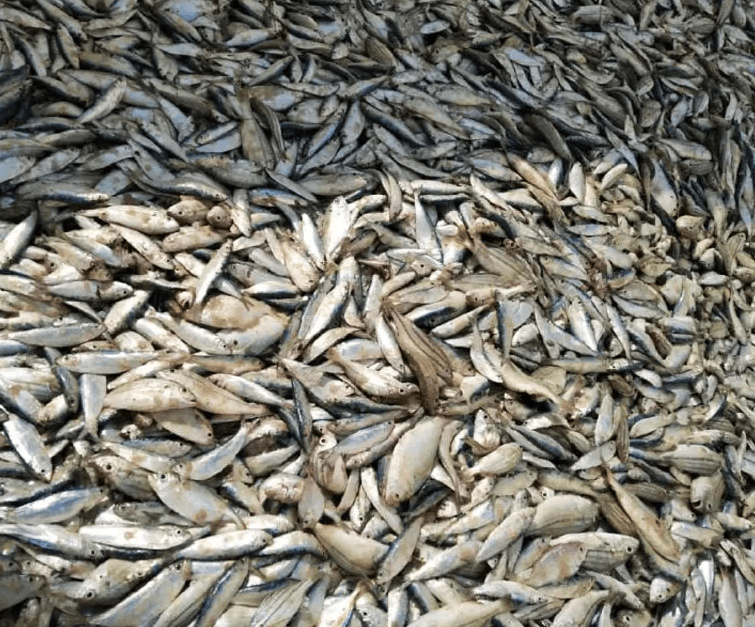 Fresh sardine fish Powder