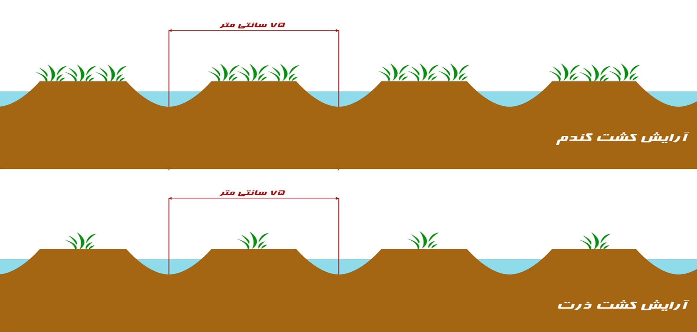 Protective work stack barley seeder (Raizbed)