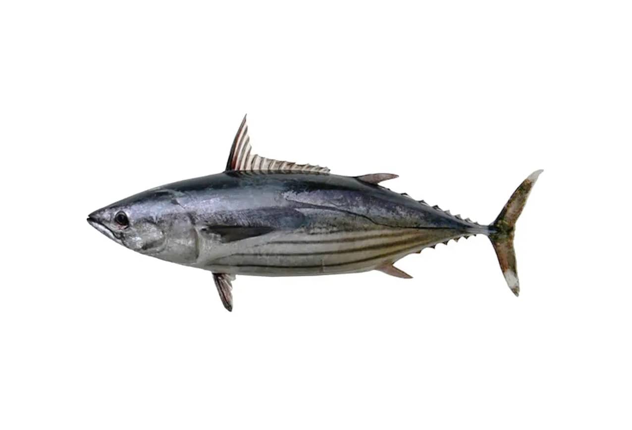 Frozen Skipjack Tuna