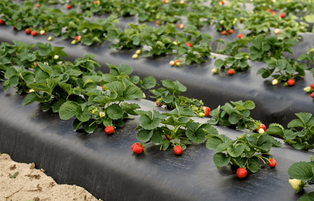 Cucurbits nylons -  Agricultural Greenhouse Nylon