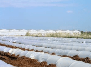 Agricultural nylon