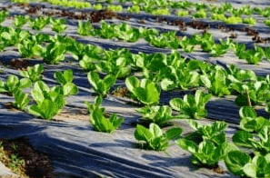 Agricultural Mulch Nylon