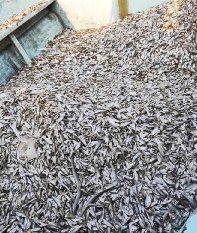 Fresh sardine fish Powder