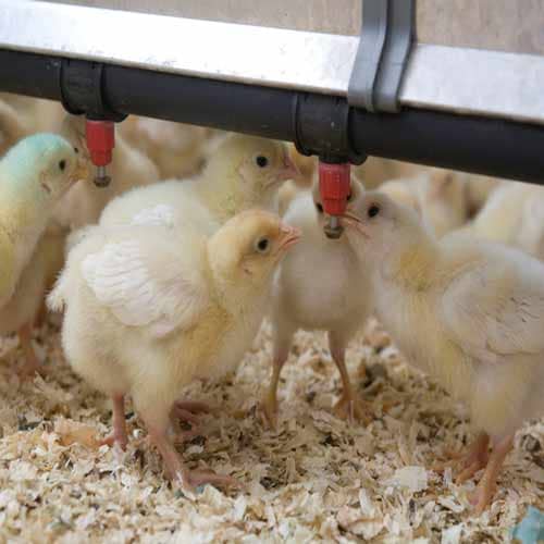 Poultry farm water purifier