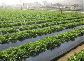 Agricultural nylon