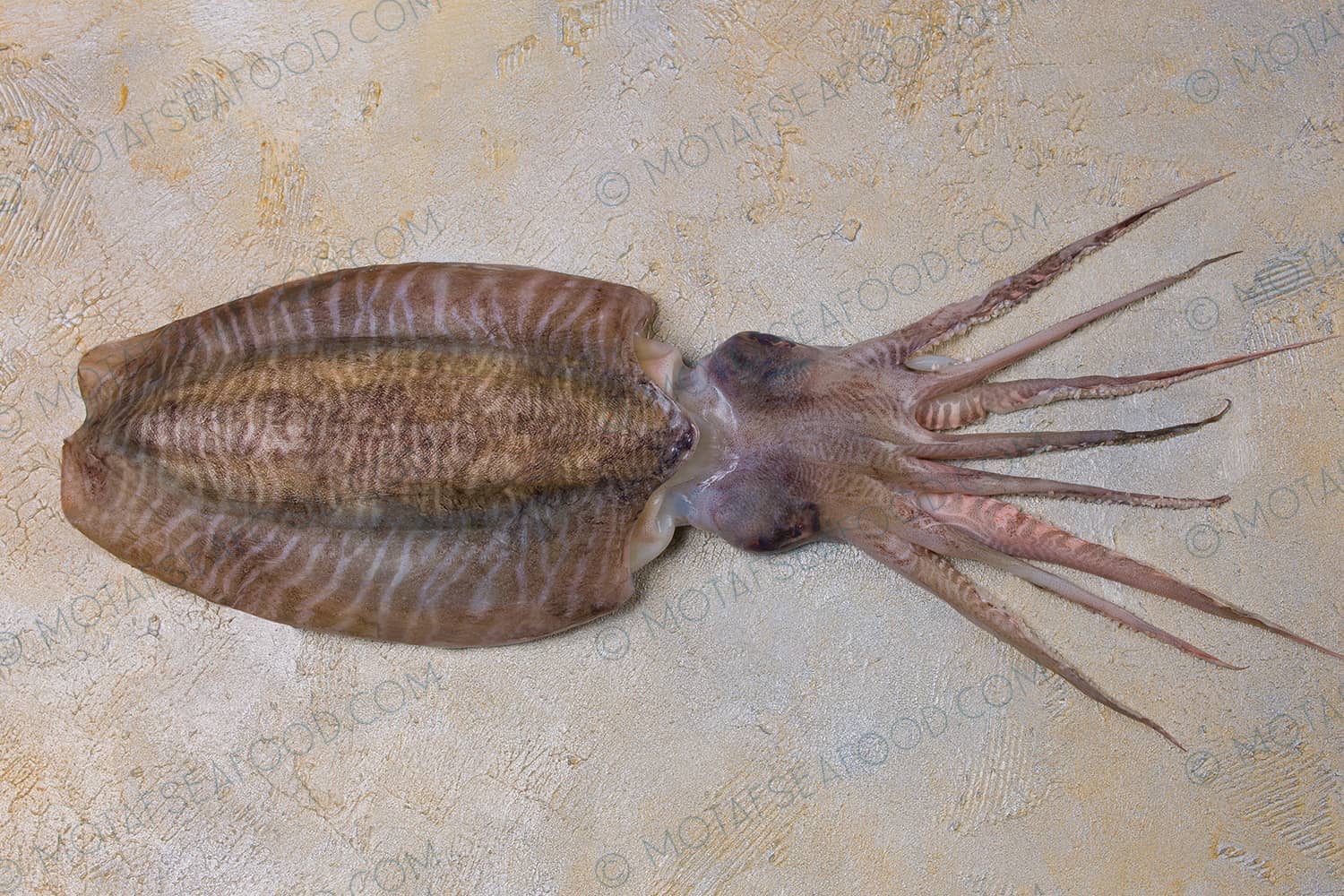 Frozen Cuttlefish