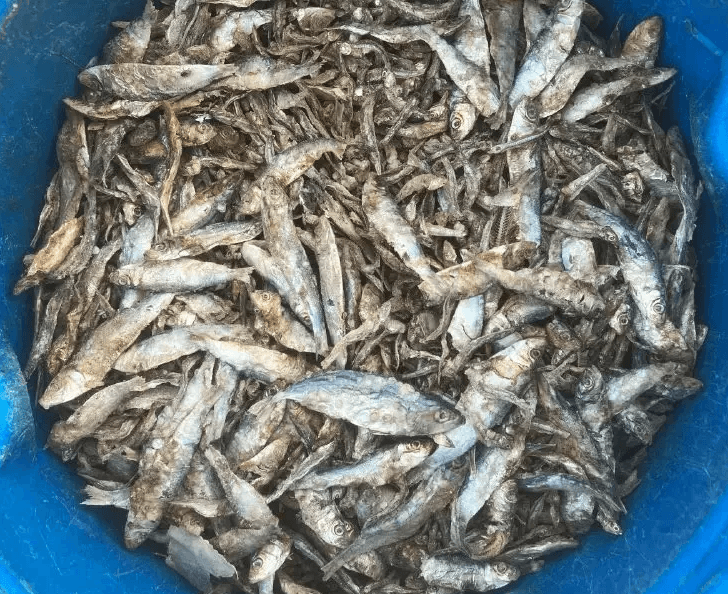 Fish Powder produced from dried sardines and metote