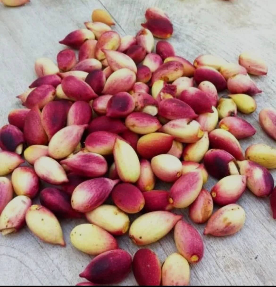 Premium Fresh Raw Pistachio Nuts