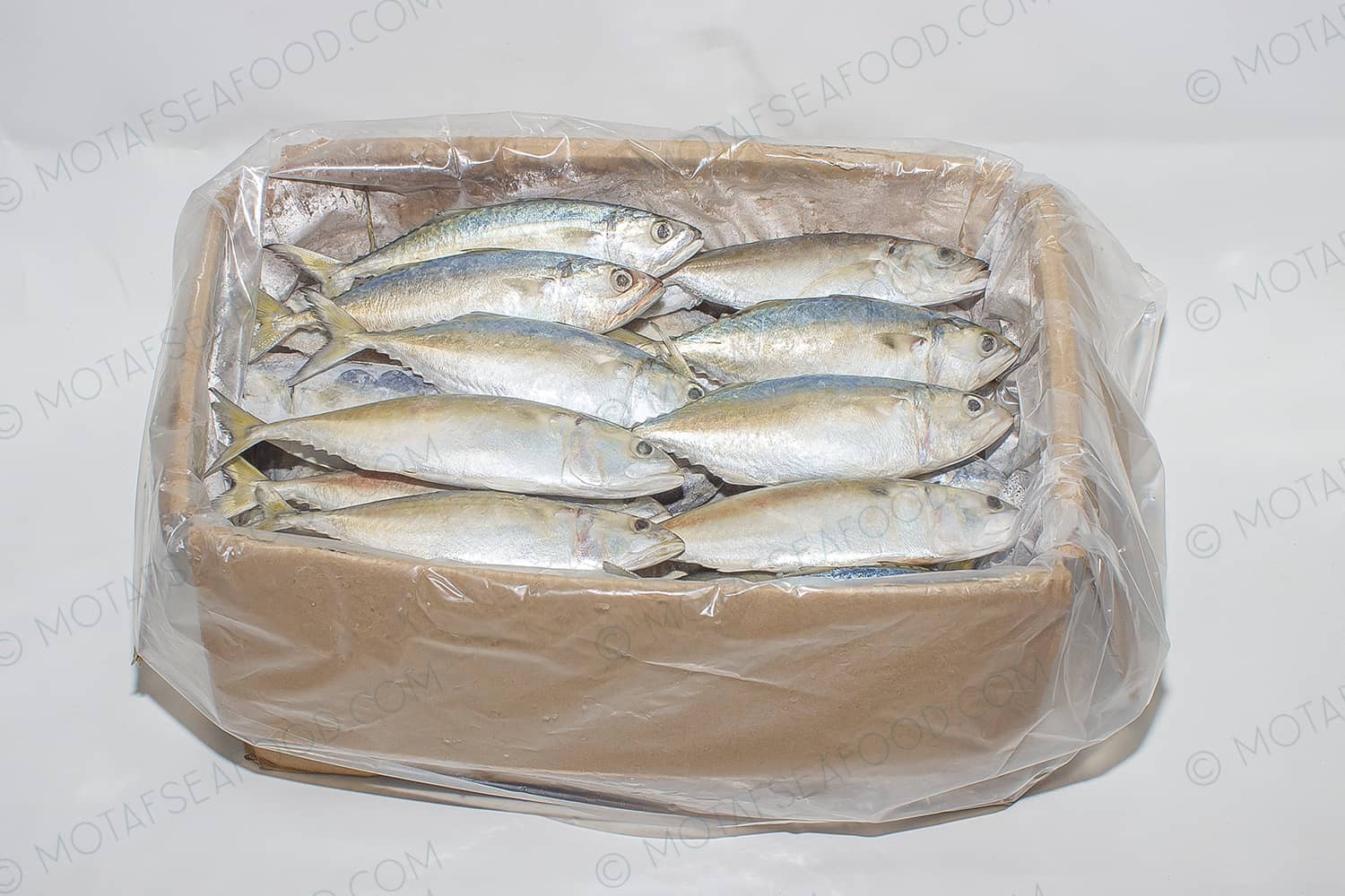 Indian Mackerel or bigmouth mackerel