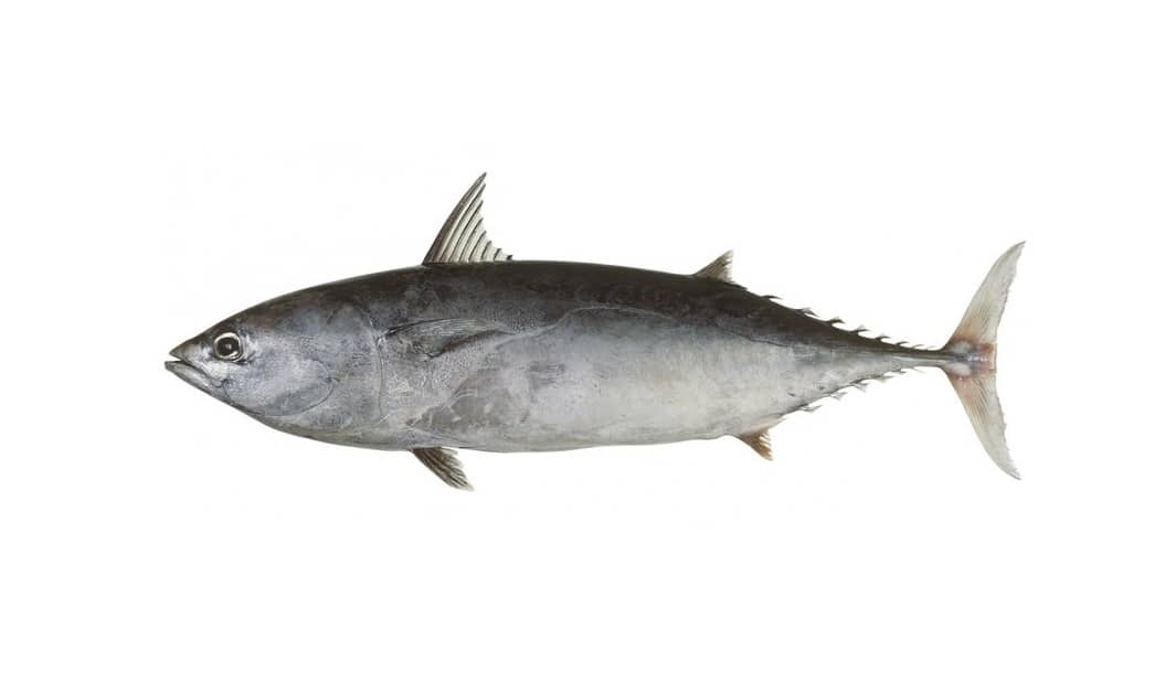 Frozen Frigate Tuna