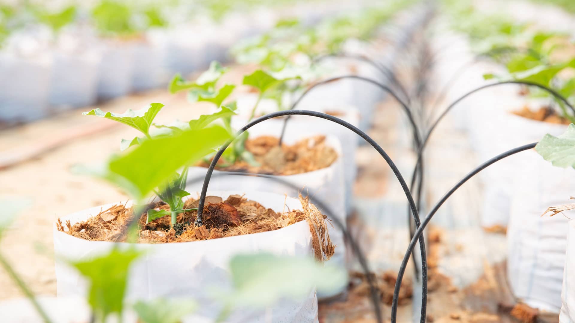 Drip Irrigation Polyethylene Lateral Pipes (LDPE / PE32 / PE40)