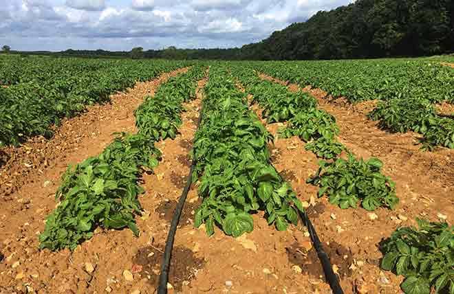 Drip Irrigation Pipe (LDPE / HDPE Drip Line)