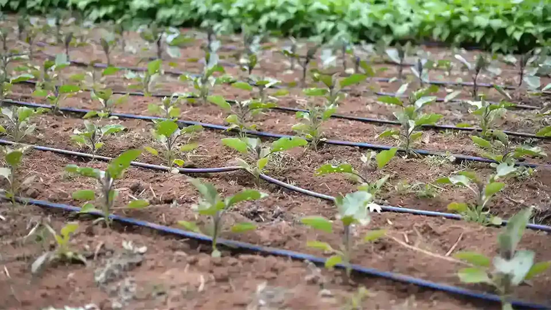 Flat Drip Irrigation Tape