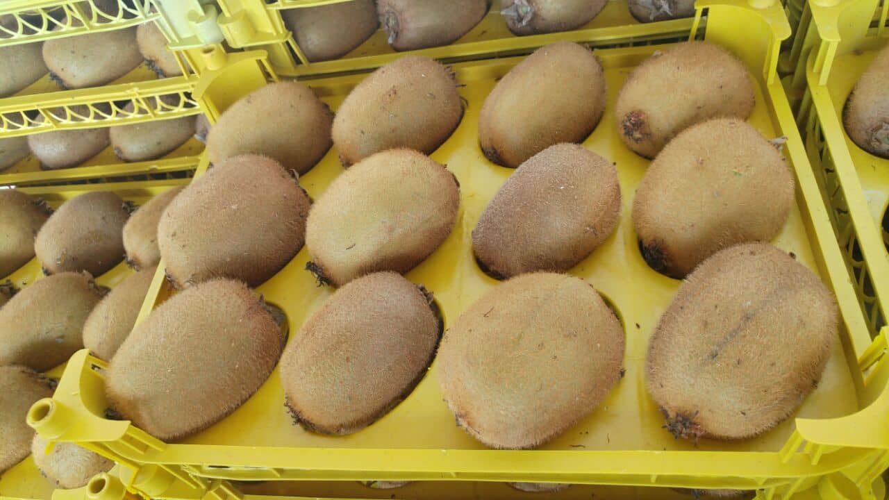 Fresh Kiwi Fruit (Actinidia deliciosa) 