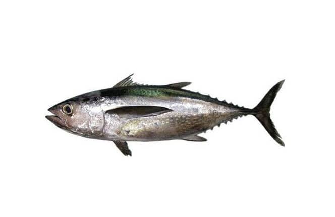 Frozen Thunnus tonggol