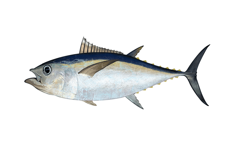 Frozen Bigeye Tuna