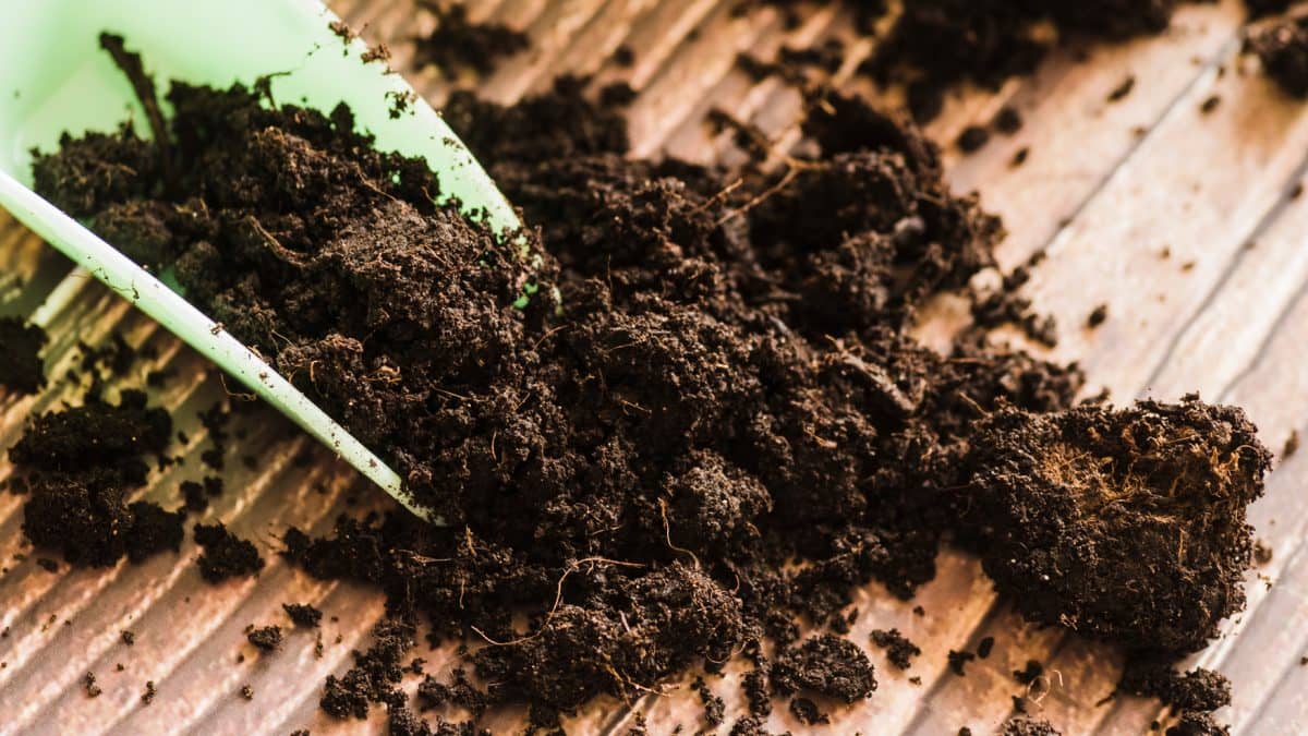Veremicompost Organic Fertilizer