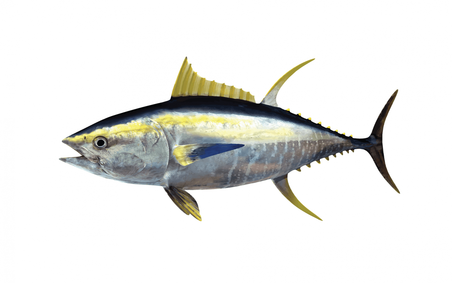 Frozen Yellowfin Tuna