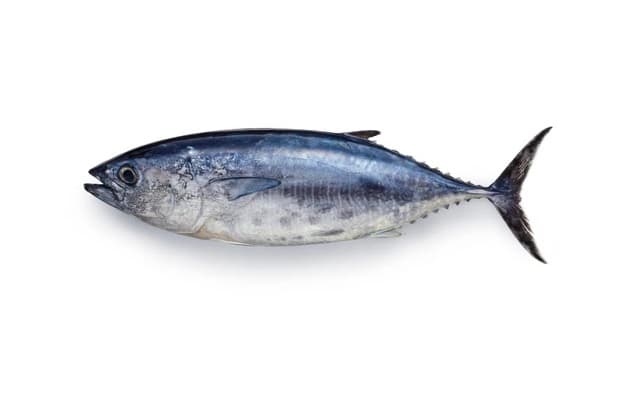 Bluefin Tuna (Whole)