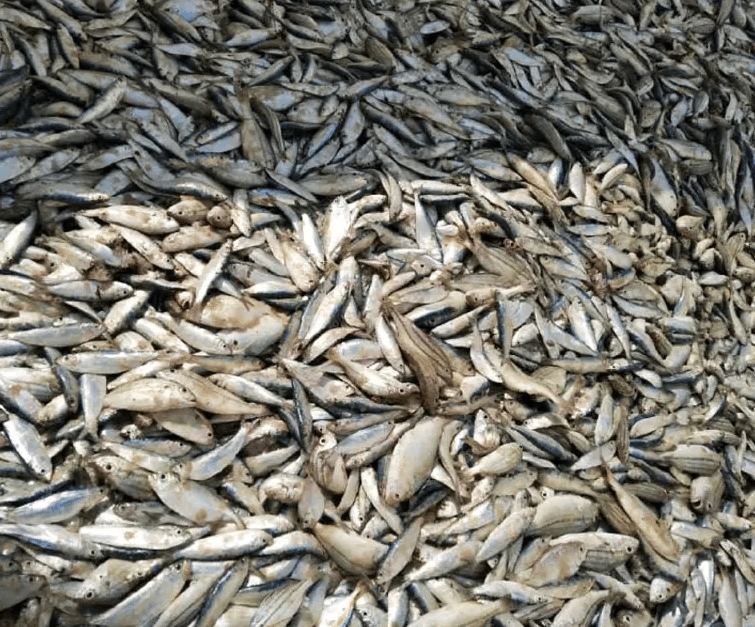 Fresh sardine fish Powder