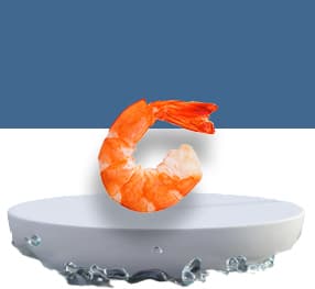 Frozen Headless Shrimp