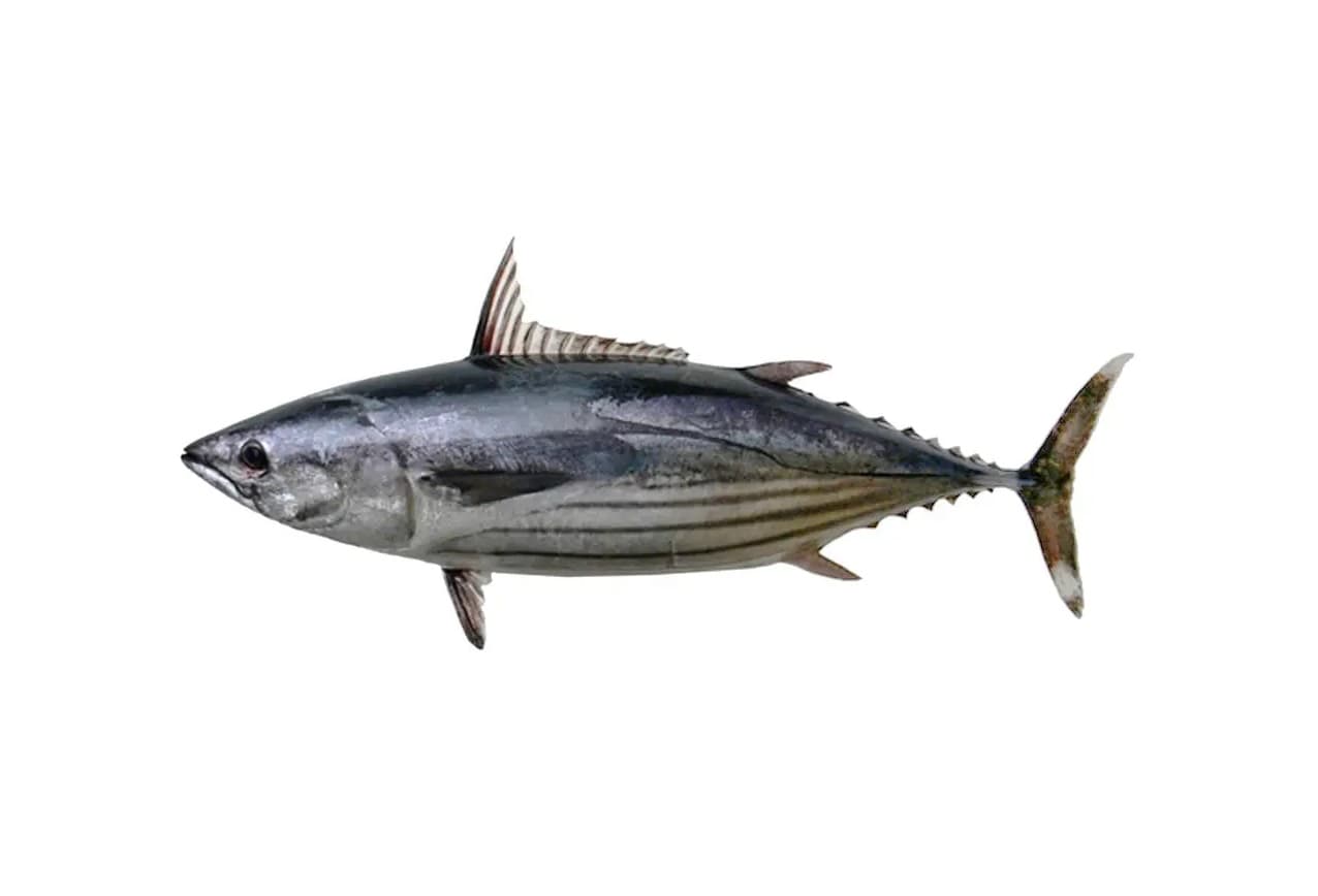 Frozen Skipjack Tuna