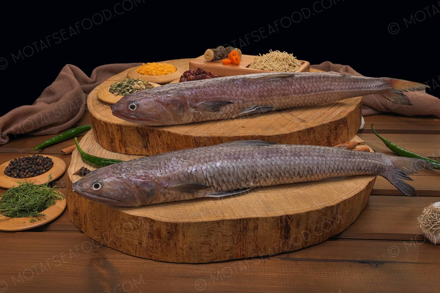 Lizard Fish