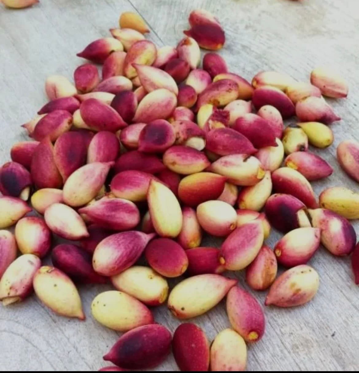 Premium Fresh Raw Pistachio Nuts