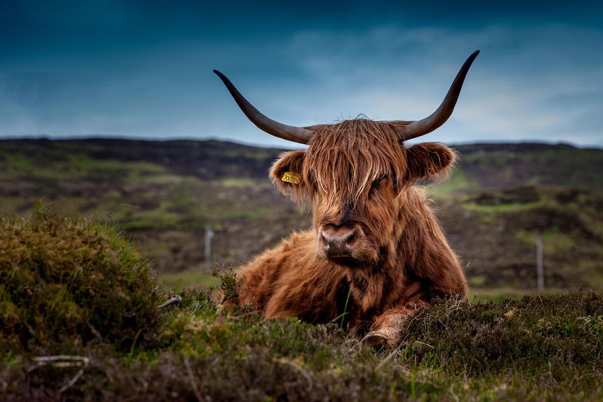 Livestock: Pregnant Heifer