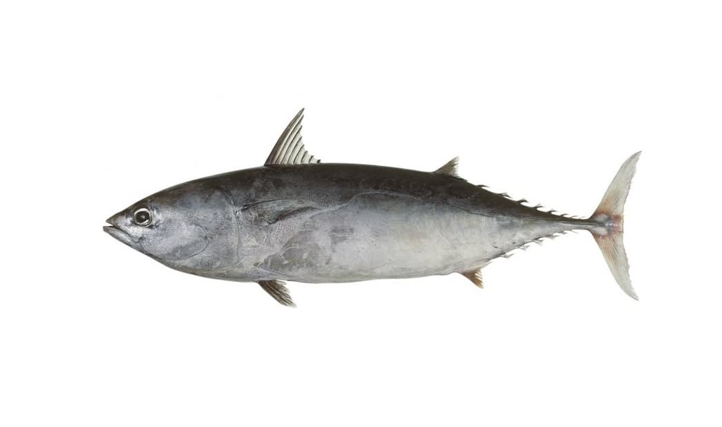 Frozen Frigate Tuna