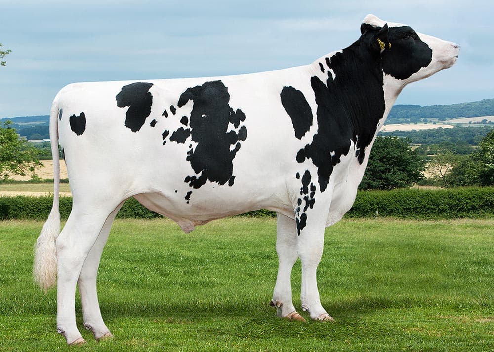 Livestock: Top Beef Cattle