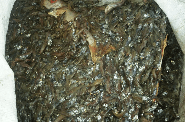 miktofeed fish Powder